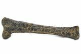Fossil Ornithopod Dinosaur (Dryosaurus) Tibia - Wyoming #342149-1